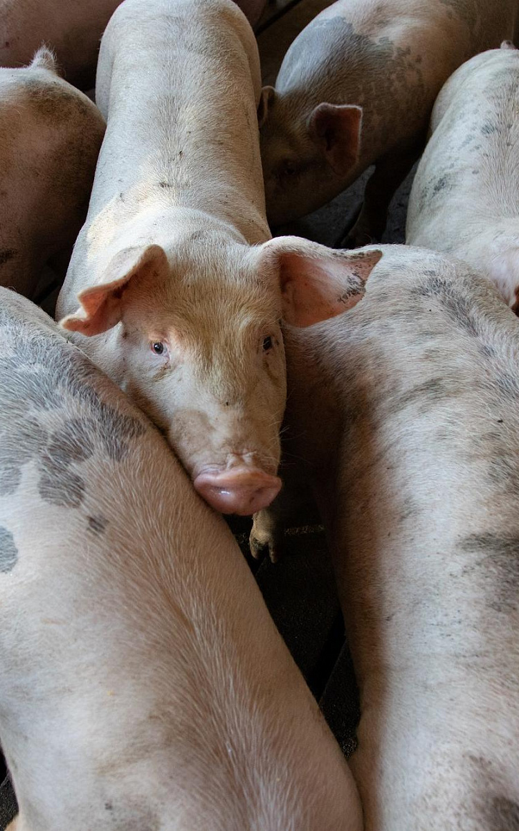 Сравнение биодоступности источников органического селена при их добавлении к рациону свиней в заключительном периоде откорма